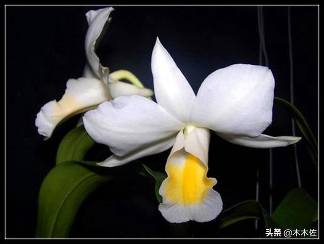 花姿优雅，玲珑可爱，花色鲜艳，气味芳香的美花石斛