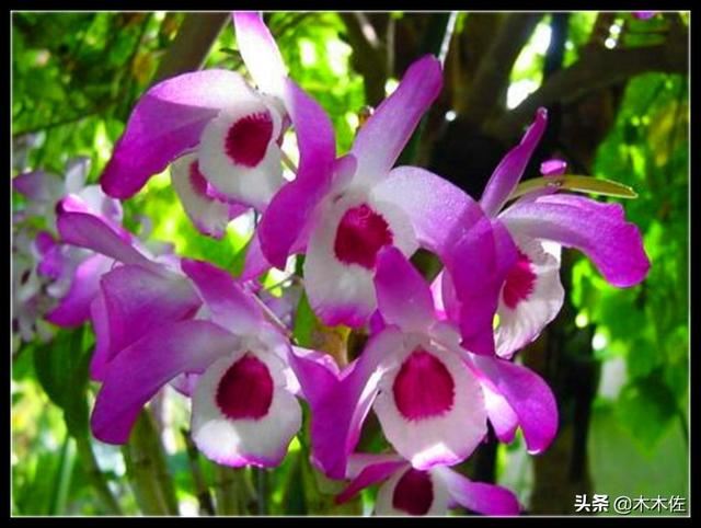 花姿优雅，玲珑可爱，花色鲜艳，气味芳香的美花石斛