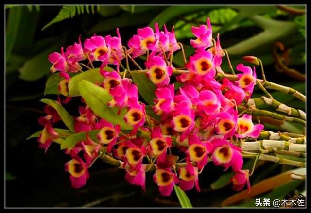 花姿优雅，玲珑可爱，花色鲜艳，气味芳香的美花石斛