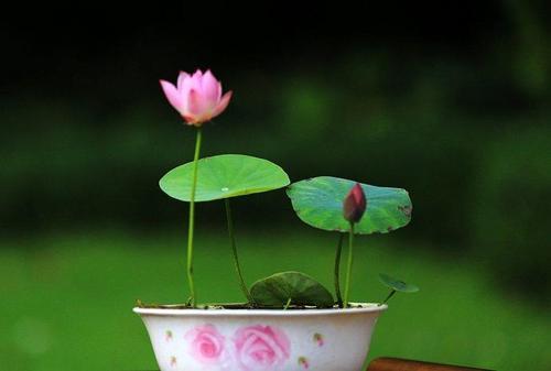 爱它才会懂它，碗莲的美不是谁都能欣赏到的