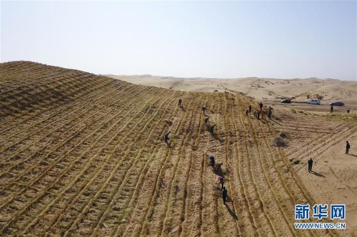 八步沙治沙人春季压沙造林忙