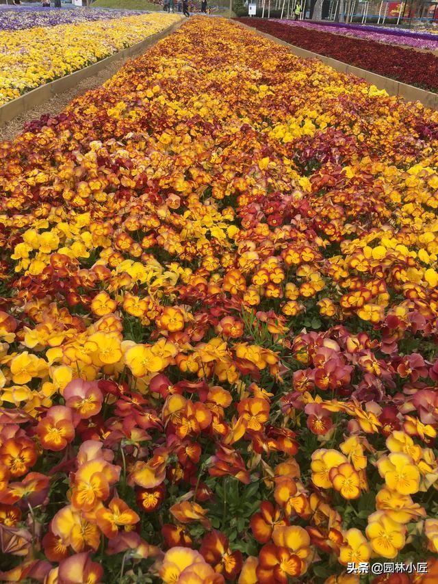 园林景观中，“花海”案例赏析