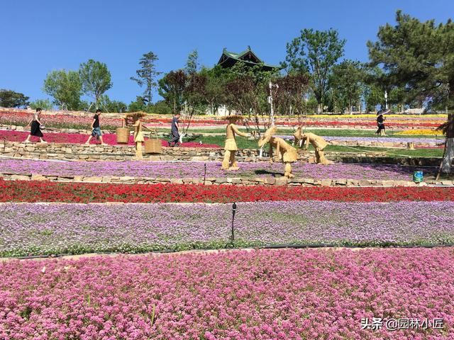 园林景观中，“花海”案例赏析