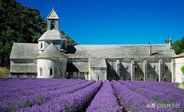 园林景观中，“花海”案例赏析