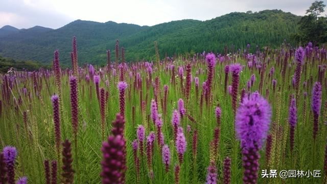 园林景观中，“花海”案例赏析