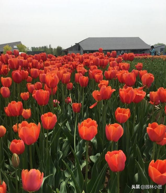 园林景观中，“花海”案例赏析