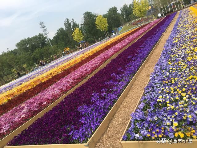 园林景观中，“花海”案例赏析