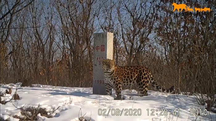 吉林省林草局公布近期东北虎豹影像