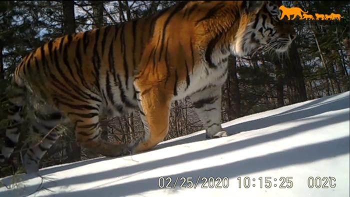 吉林省林草局公布近期东北虎豹影像