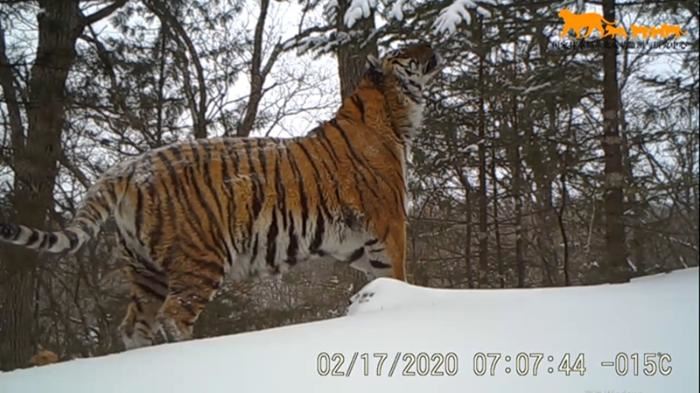 吉林省林草局公布近期东北虎豹影像