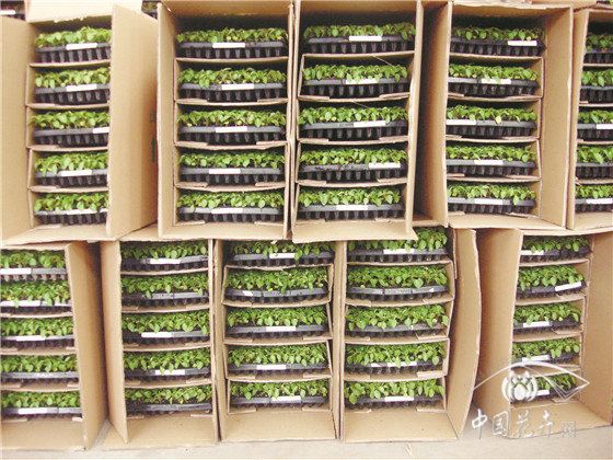 疫情之下花卉业欲哭无泪静待春天 