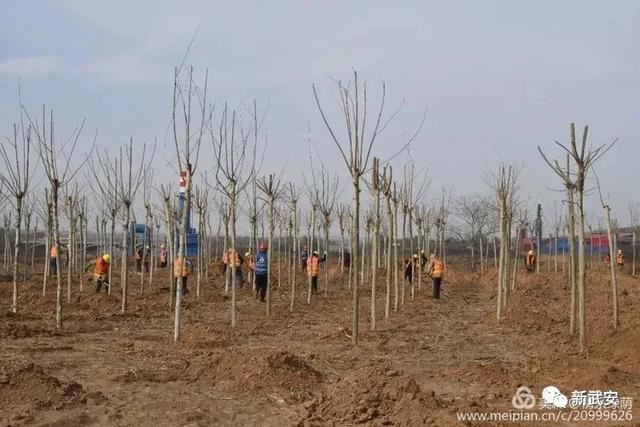 十大造林绿化工程来啦!武安将成大花园 十大造林绿化工程来啦!武安将成大花园