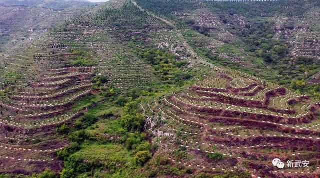 十大造林绿化工程来啦!武安将成大花园 十大造林绿化工程来啦!武安将成大花园