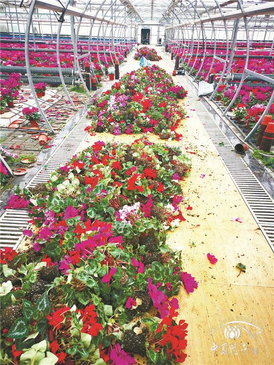 小盆花：边扔边等损失惨重