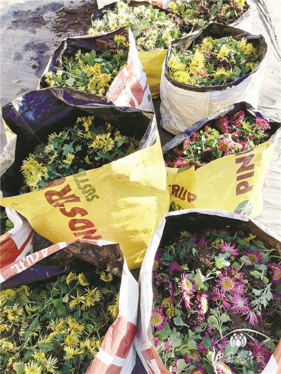 小盆花：边扔边等损失惨重