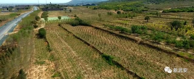 十大造林绿化工程来啦!武安将成大花园 十大造林绿化工程来啦!武安将成大花园