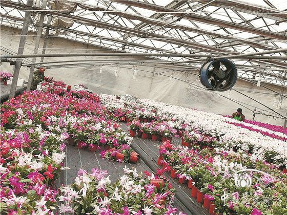 小盆花：边扔边等损失惨重