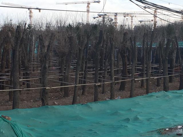 植树节这天，绿化工人为去年种下的树揭下保湿膜