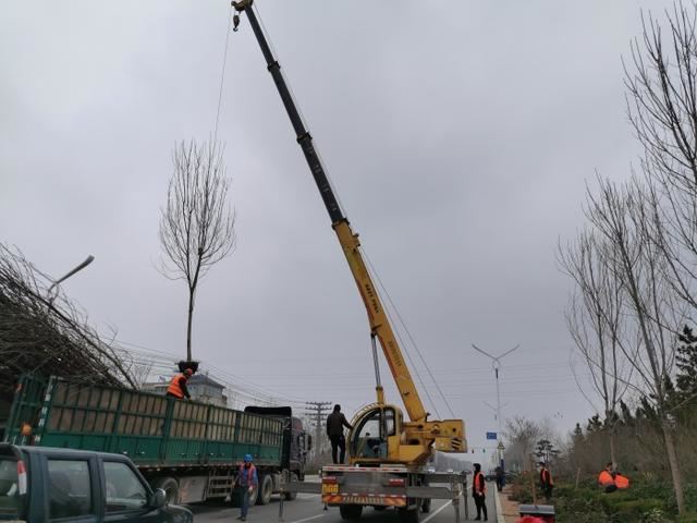 滨州“市树”白蜡打造园林绿化“网红”景观