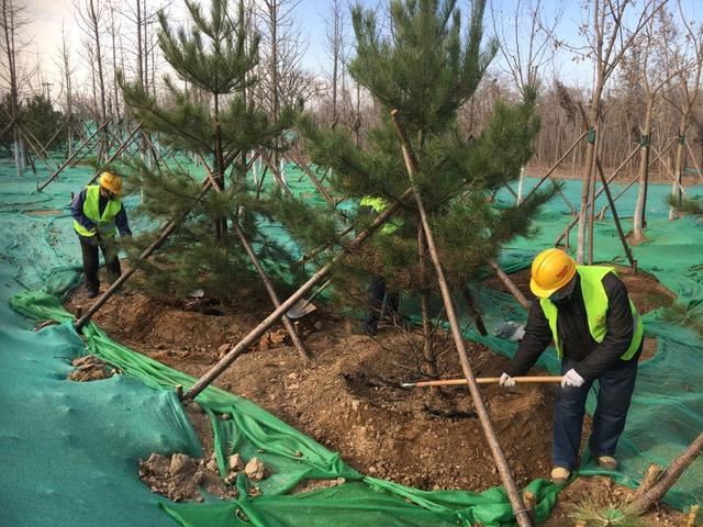 植树节这天，绿化工人为去年种下的树揭下保湿膜