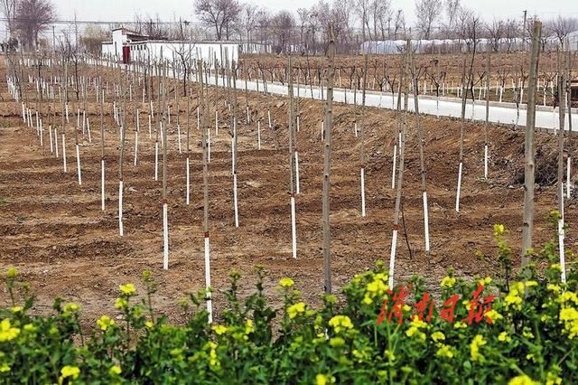 渭南发布丨春暖花开绿意浓 秦东大地绿化忙——市林业局扎实推进春季造林绿化工作