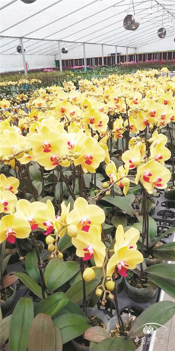 蝴蝶兰：边控温边剪枝等待复工
