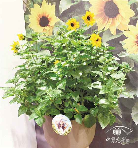 德国埃森国际植物花卉展注重细节打造凸显环保主题 