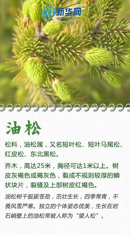 今天，一起来认识这些“绿化精灵”