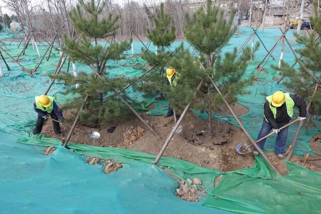 植树节这天，绿化工人为去年种下的树揭下保湿膜