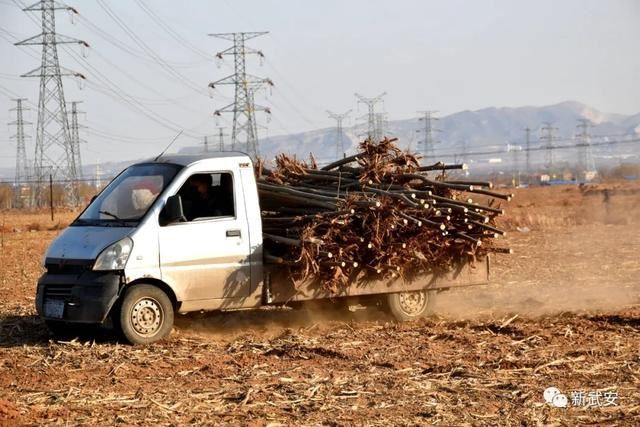 十大造林绿化工程来啦!武安将成大花园 十大造林绿化工程来啦!武安将成大花园
