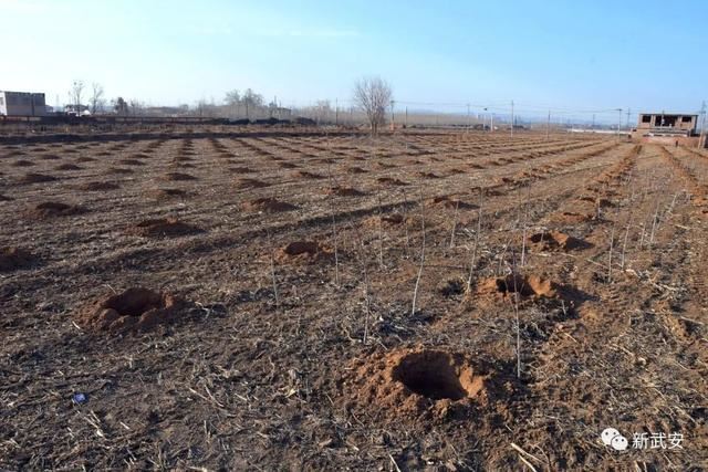 十大造林绿化工程来啦!武安将成大花园 十大造林绿化工程来啦!武安将成大花园