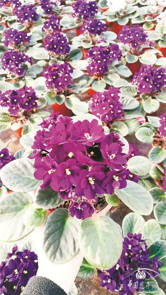 小盆花：边扔边等损失惨重