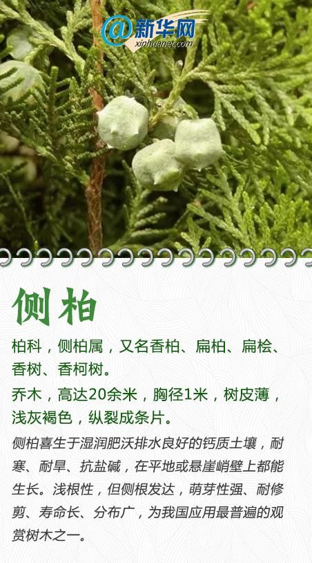 今天，一起来认识这些“绿化精灵”