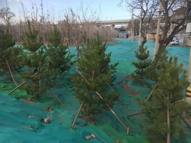 植树节这天，绿化工人为去年种下的树揭下保湿膜