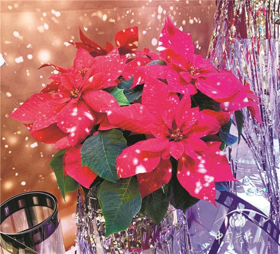 德国埃森国际植物花卉展注重细节打造凸显环保主题 