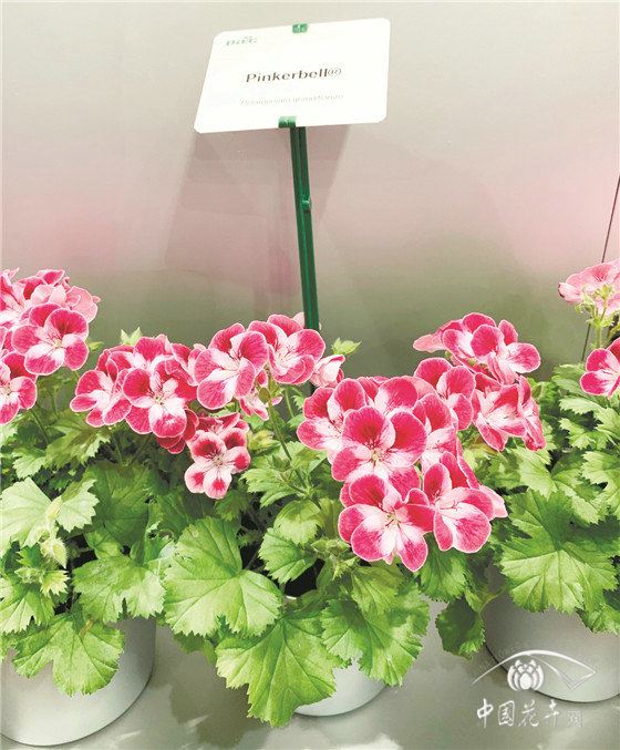 德国埃森国际植物花卉展注重细节打造凸显环保主题 