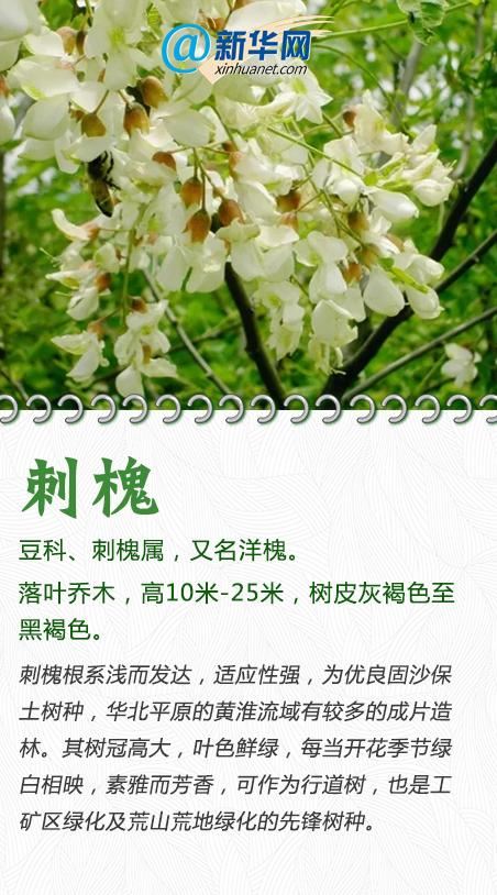 今天，一起来认识这些“绿化精灵”