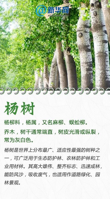 今天，一起来认识这些“绿化精灵”