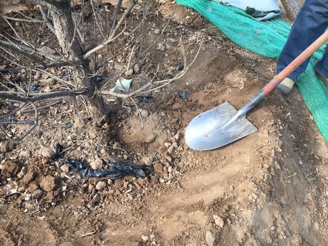 植树节这天，绿化工人为去年种下的树揭下保湿膜