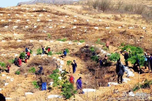 十大造林绿化工程来啦!武安将成大花园 十大造林绿化工程来啦!武安将成大花园