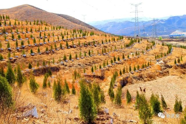 十大造林绿化工程来啦!武安将成大花园 十大造林绿化工程来啦!武安将成大花园