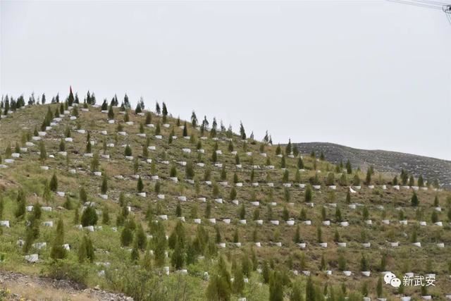 十大造林绿化工程来啦!武安将成大花园 十大造林绿化工程来啦!武安将成大花园