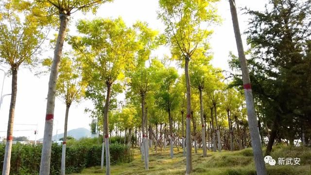 十大造林绿化工程来啦!武安将成大花园 十大造林绿化工程来啦!武安将成大花园