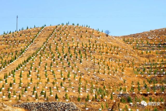 十大造林绿化工程来啦!武安将成大花园 十大造林绿化工程来啦!武安将成大花园