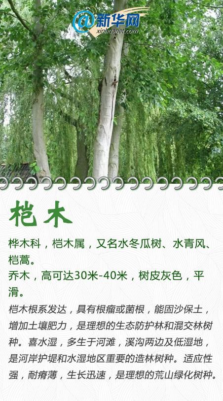 今天，一起来认识这些“绿化精灵”