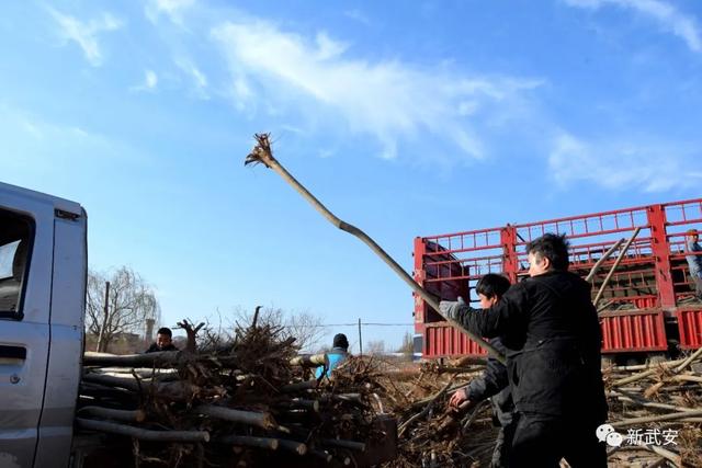 十大造林绿化工程来啦!武安将成大花园 十大造林绿化工程来啦!武安将成大花园