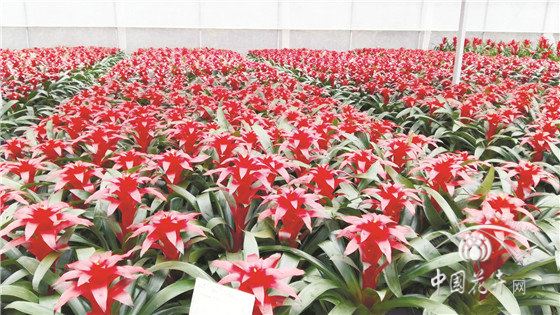 红掌凤梨：销售受阻成本增加 