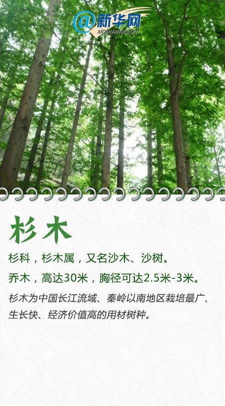 今天，一起来认识这些“绿化精灵”