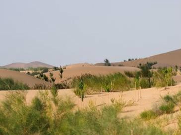 今天，一起来认识这些“绿化精灵”