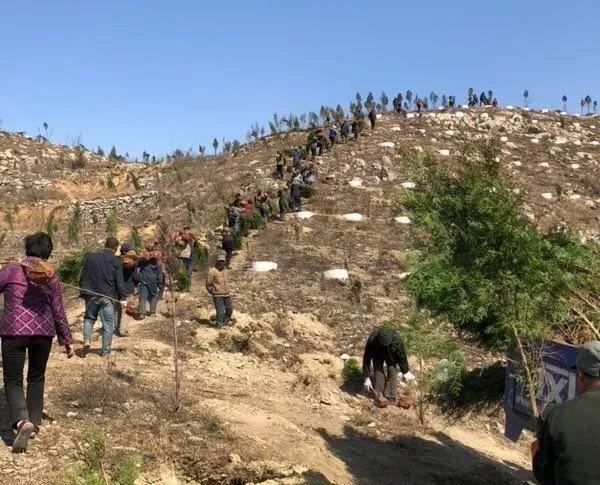 十大造林绿化工程来啦!武安将成大花园 十大造林绿化工程来啦!武安将成大花园